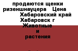 продаются щенки ризеншнауцера › Цена ­ 25 000 - Хабаровский край, Хабаровск г. Животные и растения » Собаки   